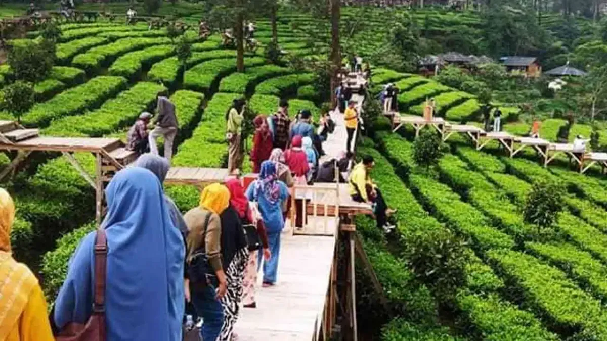 Sejarah & Pesona Kebun Teh Gunung Mas Bogor