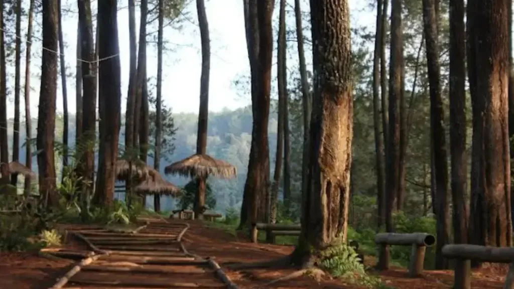 hutan pinus subang