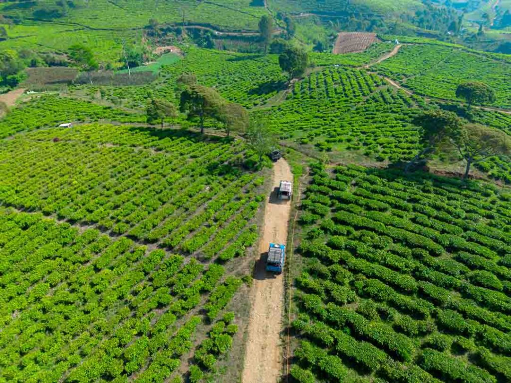 fun offroad pangalengan kebun teh